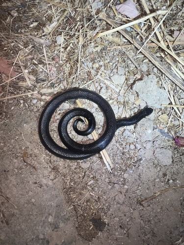 Anderson's Stiletto Snake