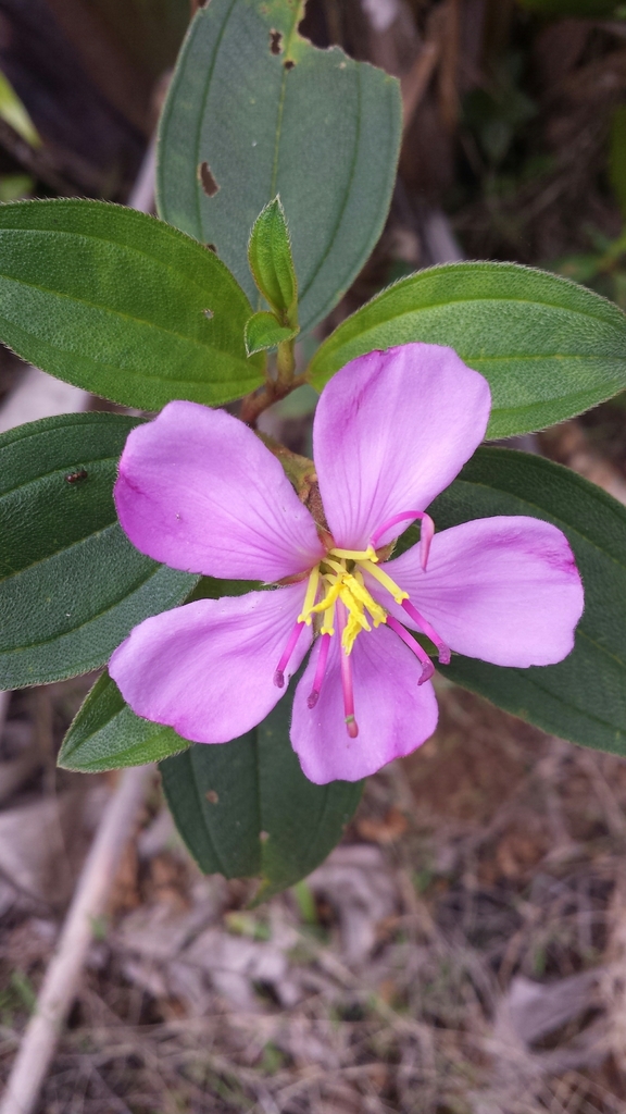 野牡丹 揭陽物種指南 Inaturalist