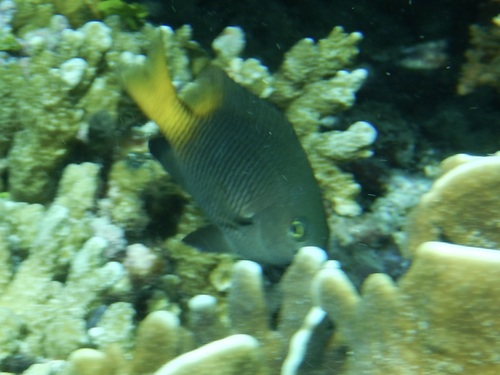 Stegastes insularis observed 2025-01-19