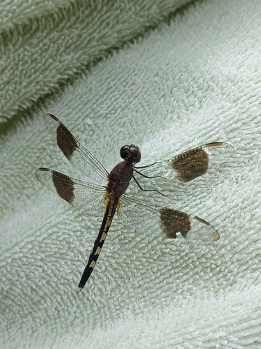 Band-winged Dragonlet