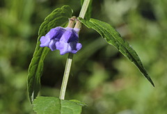 Scutellaria yezoensis