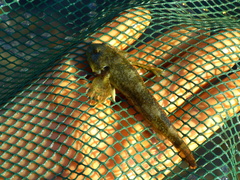Cottus gobio