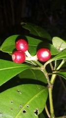 Psychotria onivensis