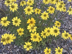 Heliopsis parvifolia
