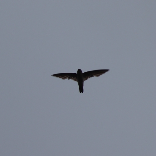 Mascarene Swiftlet (Aerodramus francicus), photo 3
