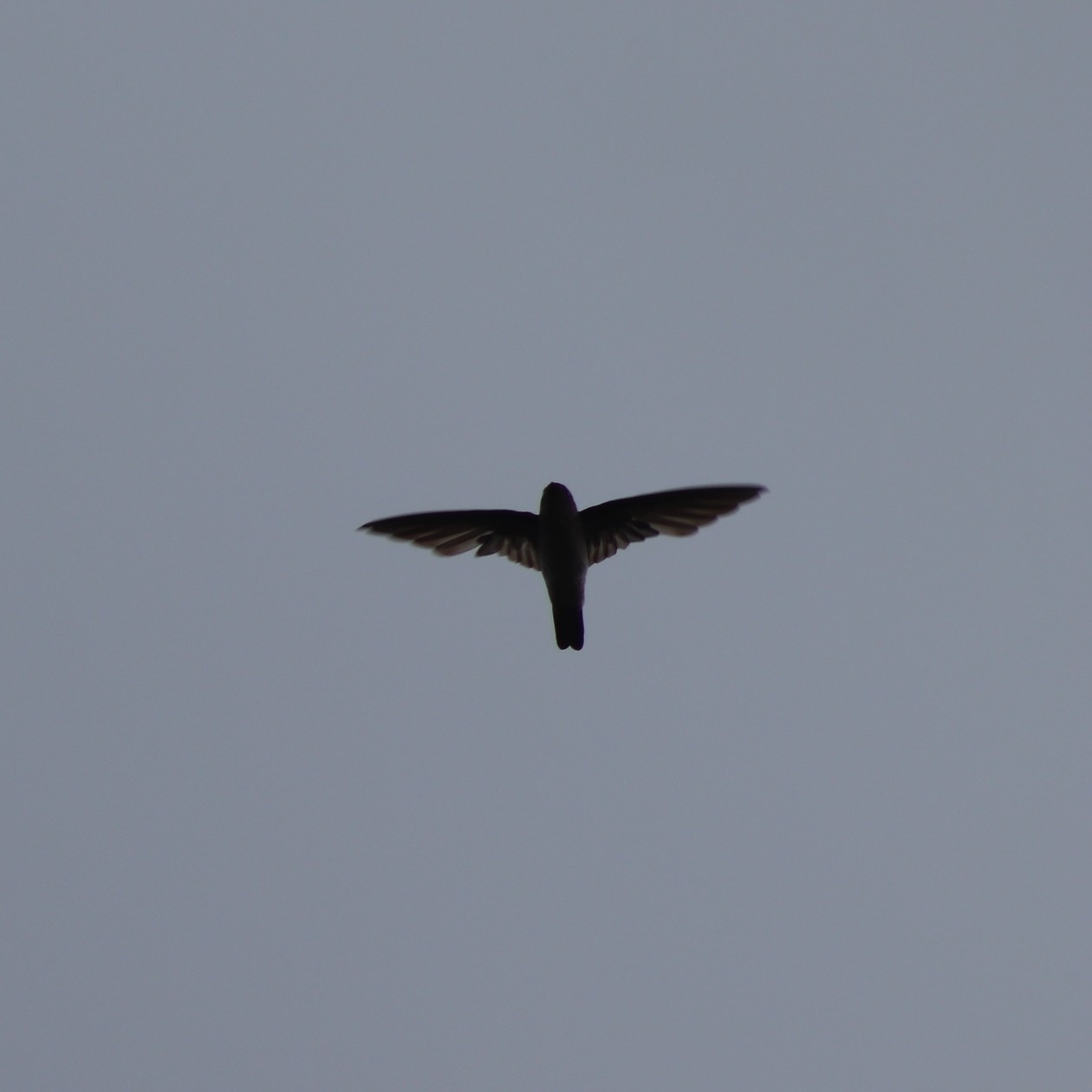 Mascarene Swiftlet (Aerodramus francicus), photo 3