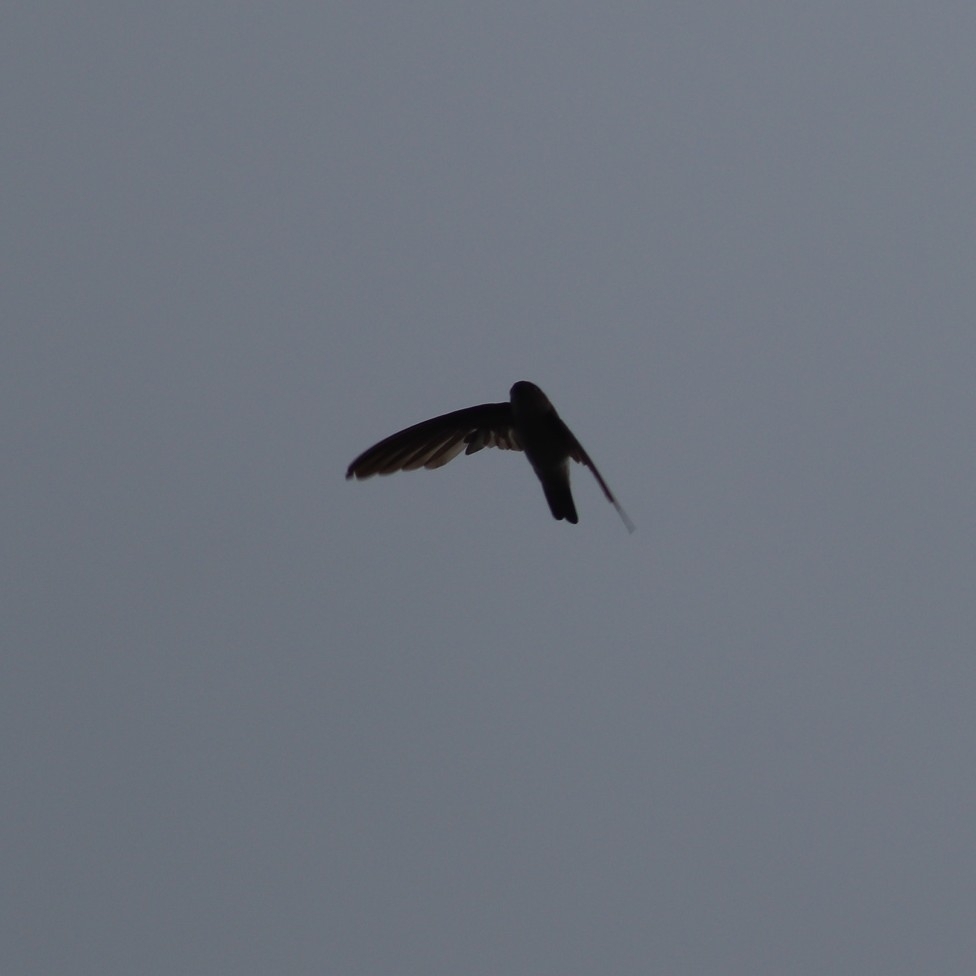 Mascarene Swiftlet (Aerodramus francicus), photo 4