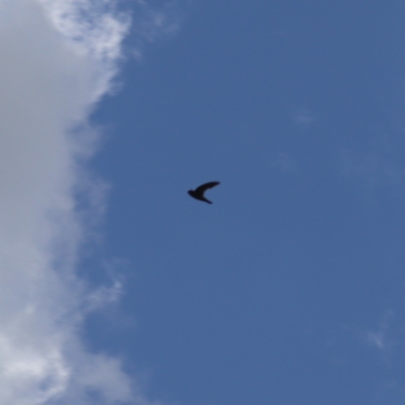 Mascarene Swiftlet (Aerodramus francicus), photo 5
