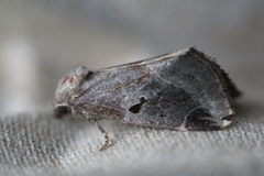 Plagiomimicus pityochromus