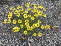 Heliopsis parvifolia