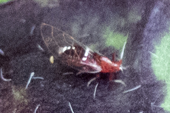 Bactericera antennata