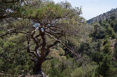Pinus brutia pityusa