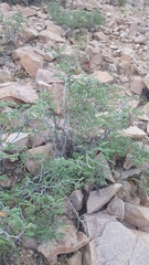 Calliandra eriophylla