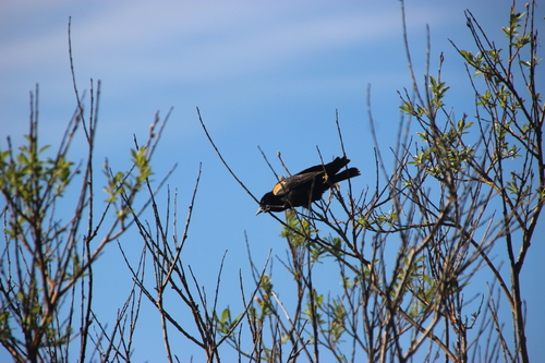 Red-winged Blackbird