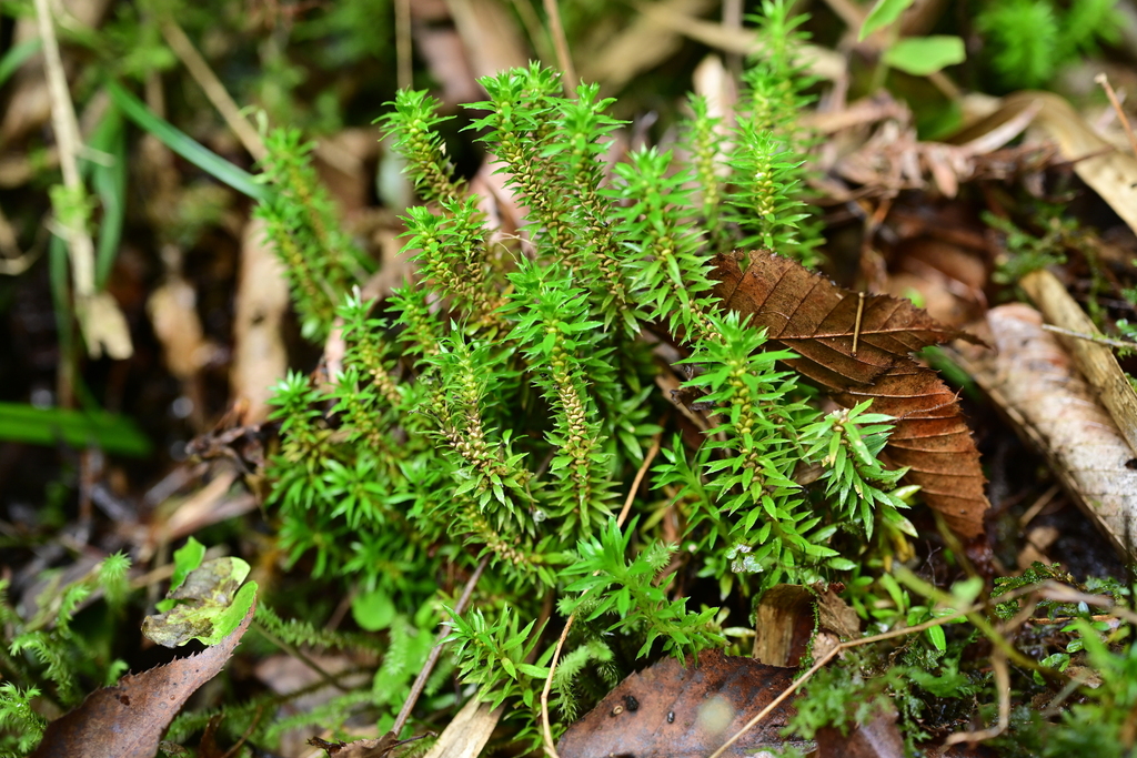 Huperzia leishanensis