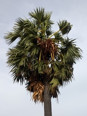 Borassus flabellifer