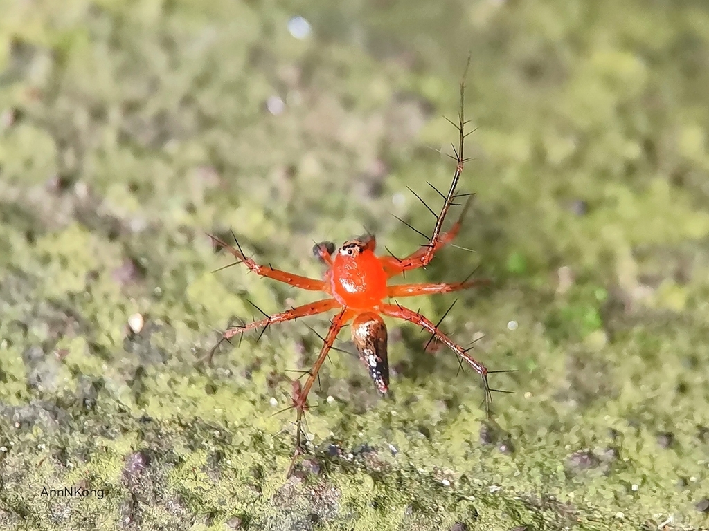 Oxyopes auratus