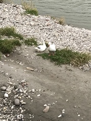 Anser anser domesticus