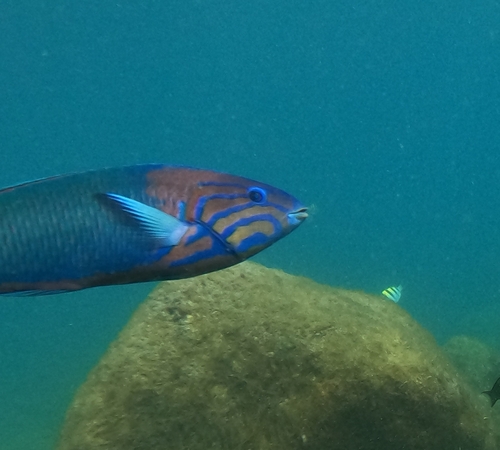 Photo of Bluehead Wrasse (Thalassoma grammaticum)