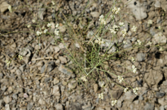 Rumia crithmifolia
