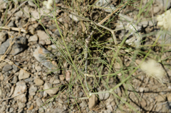 Rumia crithmifolia