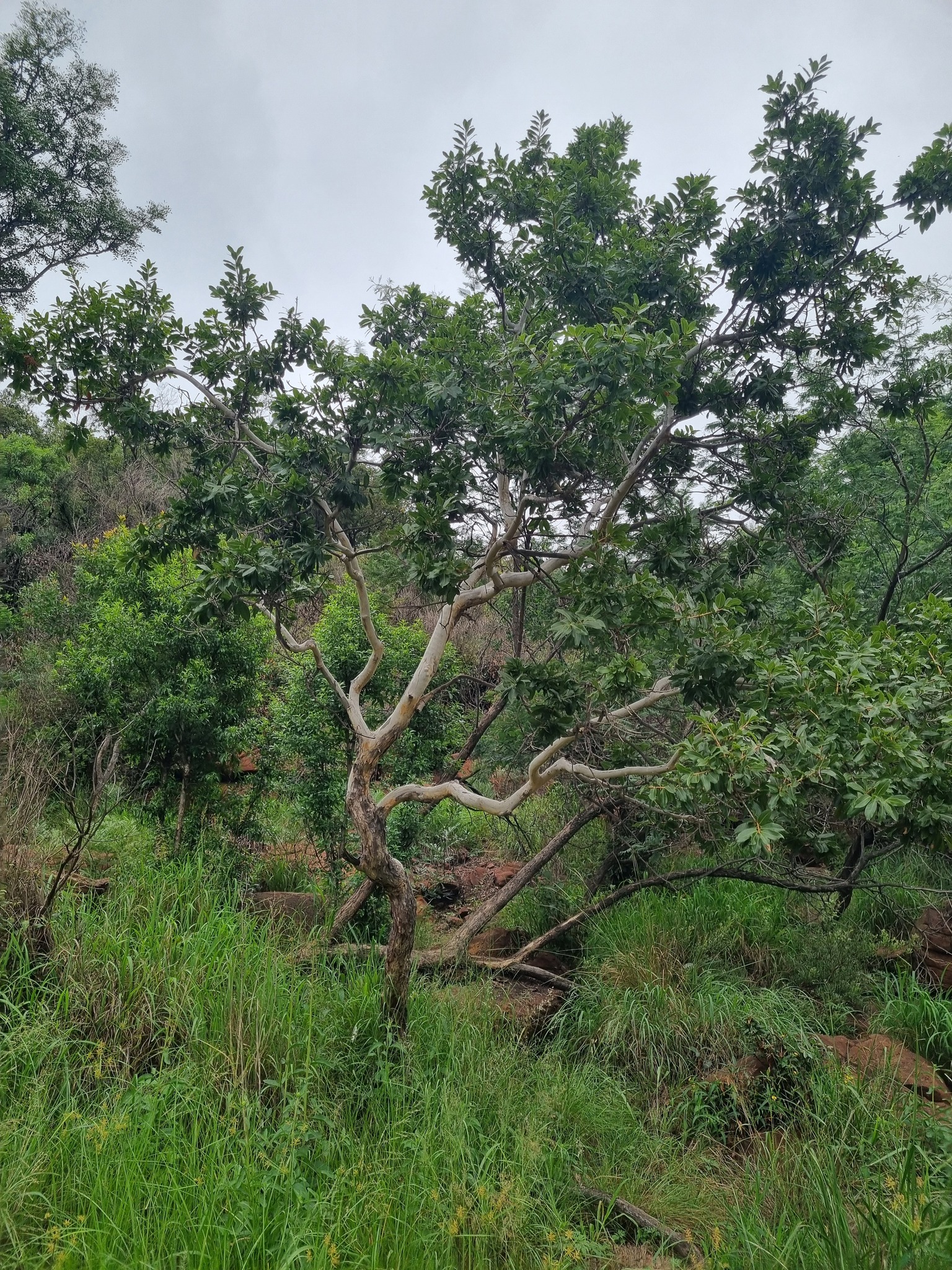 Imagem de Ipê-de-jardim