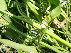 Sagittaria cuneata