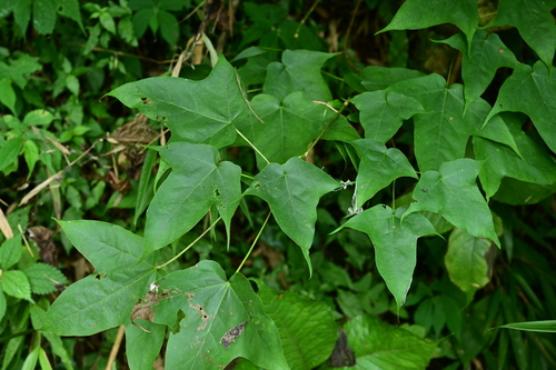 Broad Maple (Acer amplum)