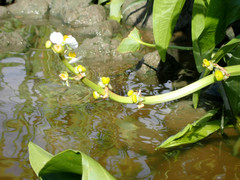 Sagittaria cuneata