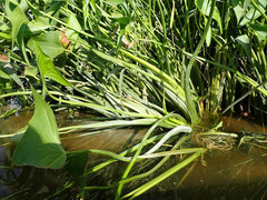 Sagittaria cuneata