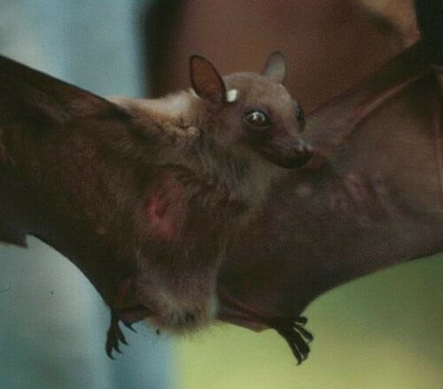 Lesser Epauletted Fruit Bat
