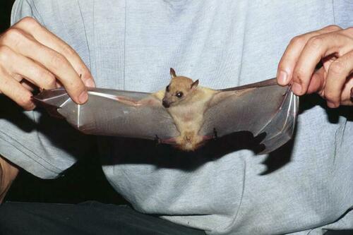 Little Collared Fruit Bat