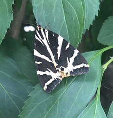 Euplagia quadripunctaria