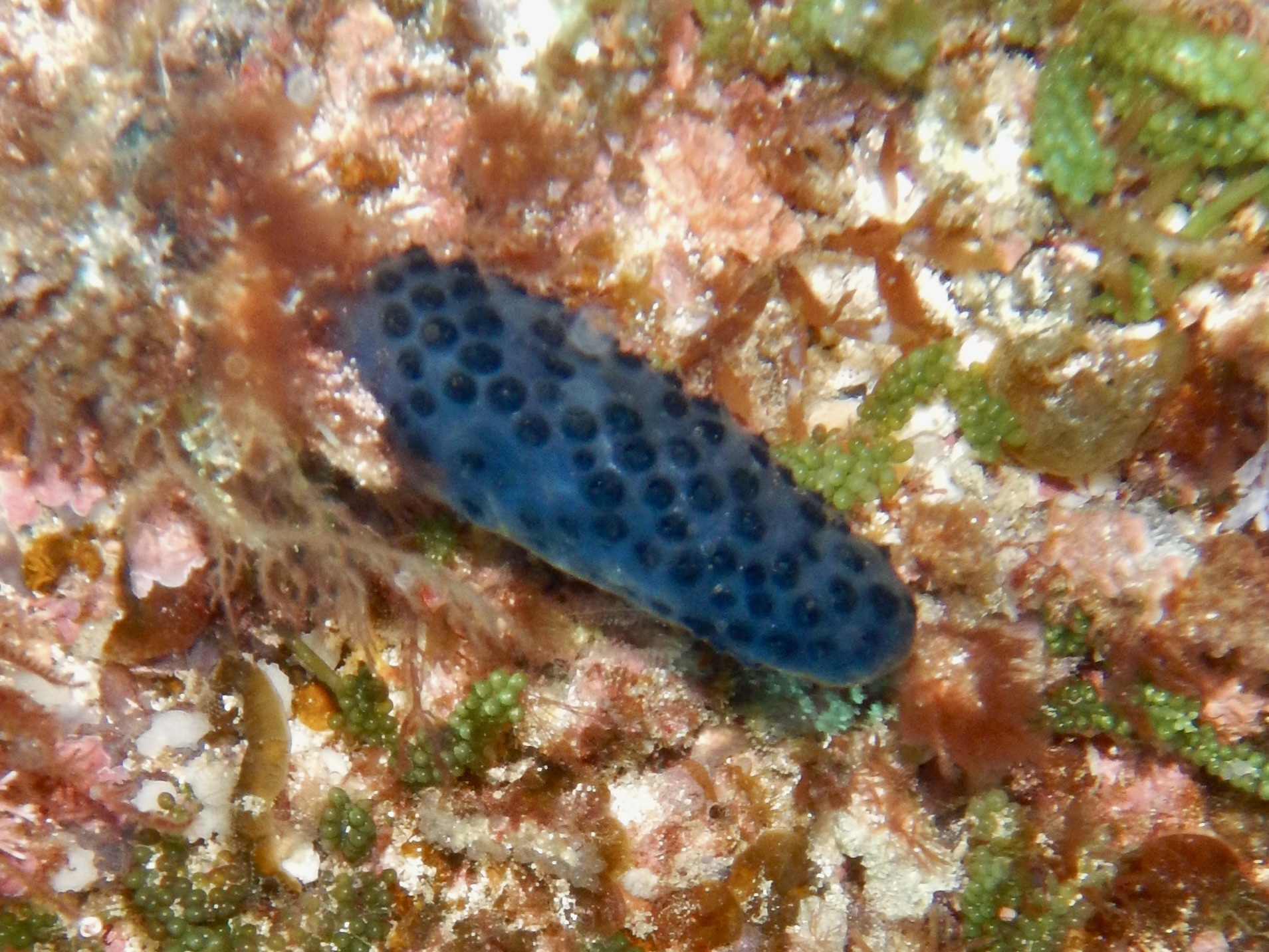 Sigillina cyanea (Herdman, 1899)