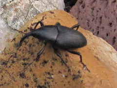 Cactophagus spinolae validus