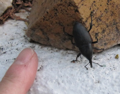 Cactophagus spinolae validus