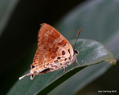 Bindahara phocides