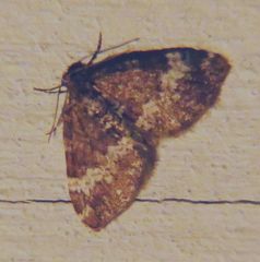 Perizoma alchemillata