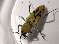 Chlorophorus glabromaculatus