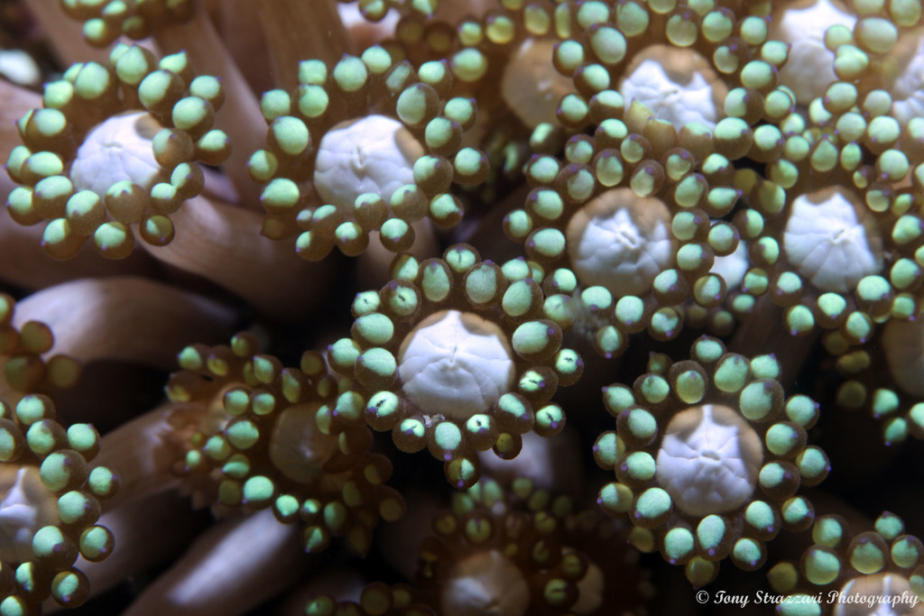 Goniopora tenuidens