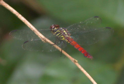 Yellow-lined Skimmer