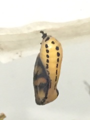 Methona themisto