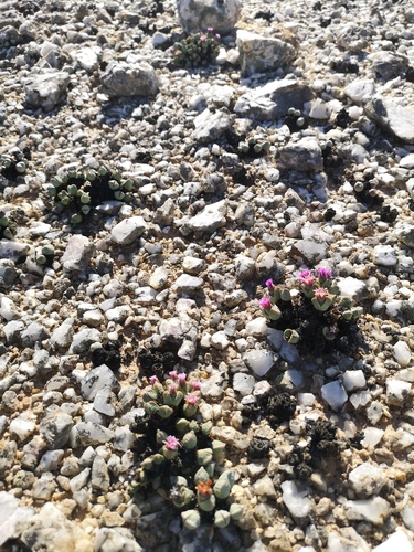 Antimima dualis