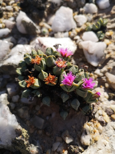 Antimima dualis