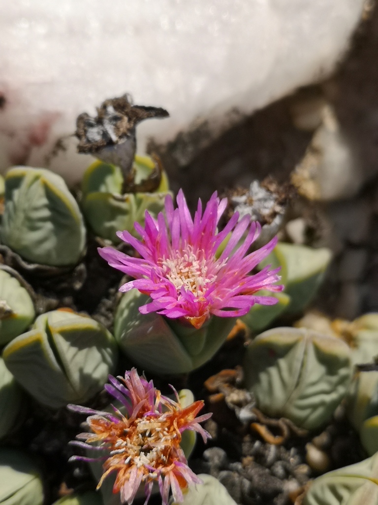Ruschia dualis N.E.Br.