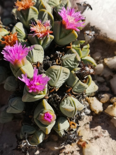Antimima dualis