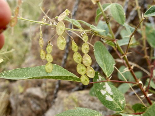 Image of Desmodium psilocarpum by (c) Sue Carnahan, some rights reserved (CC BY)