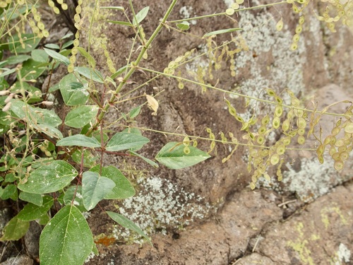 Image of Desmodium psilocarpum by (c) Sue Carnahan, some rights reserved (CC BY)