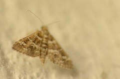 Nomophilini