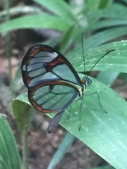 Ithomia